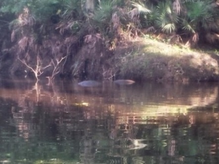 paddling Turkey Creek, kayak, canoe