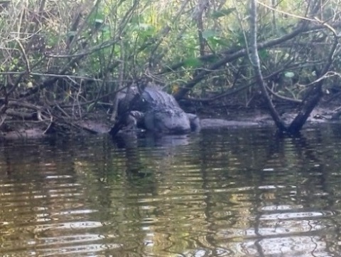 paddling Turkey Creek, kayak, canoe