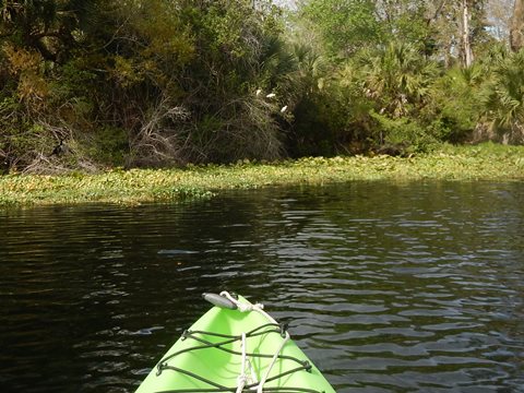 paddling Wekiva River