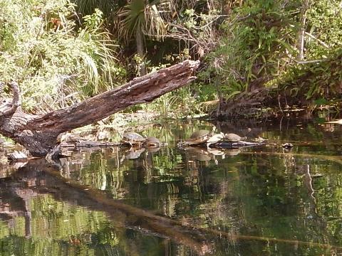 paddling Wekiva River