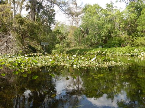 paddling Wekiva River