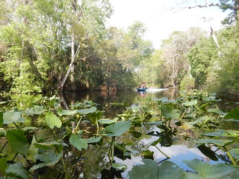 paddling Wekiva River