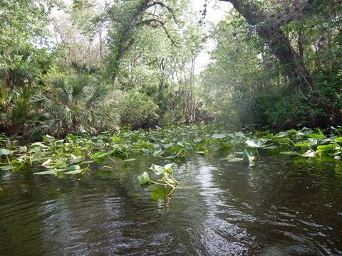 paddling Wekiva River