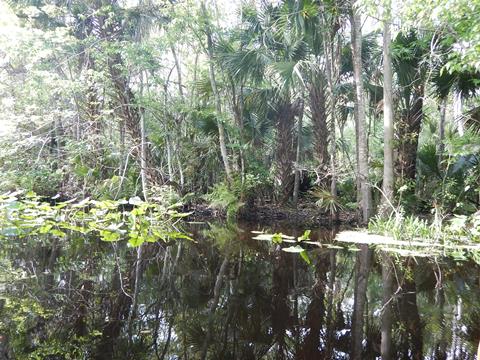 paddling Wekiva River