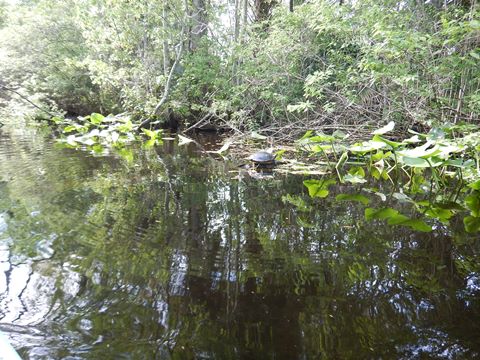 paddling Wekiva River