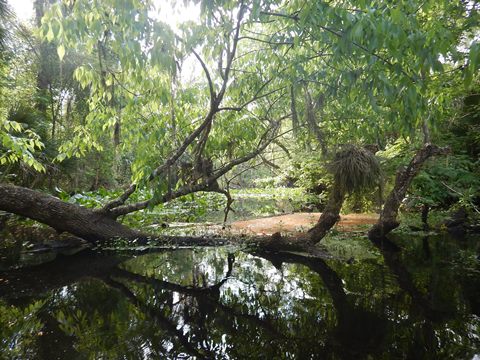 paddling Wekiva River