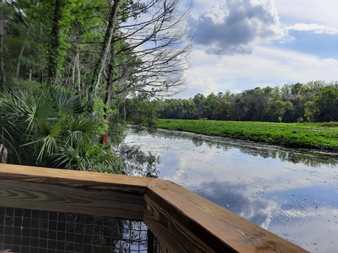 paddling Wekiva River, Wilson's Landing