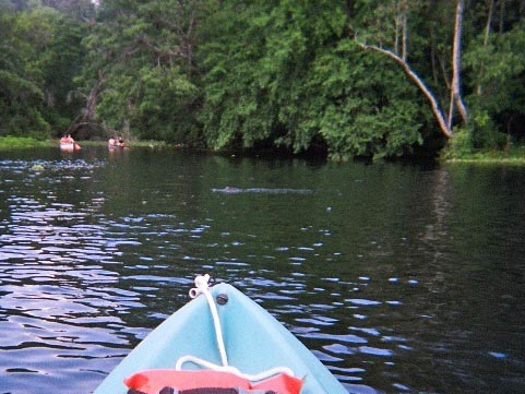 paddling Wekiva River, wildlife