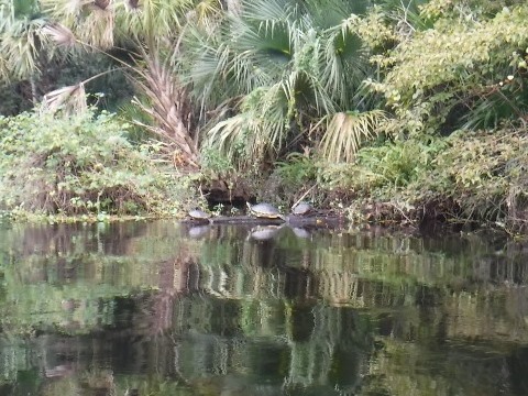 paddling Wekiva River, wildlife