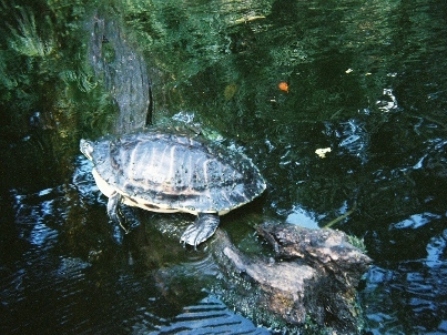 paddling Wekiva River, wildlife