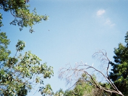 paddling Wekiva River, wildlife