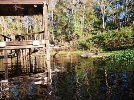 paddling Wekiva River, wildlife