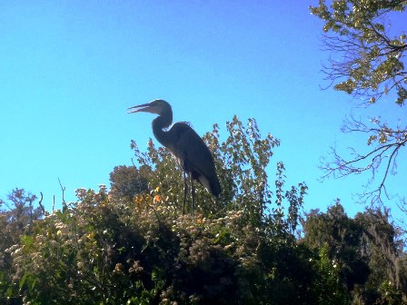 paddling Wekiva River, wildlife