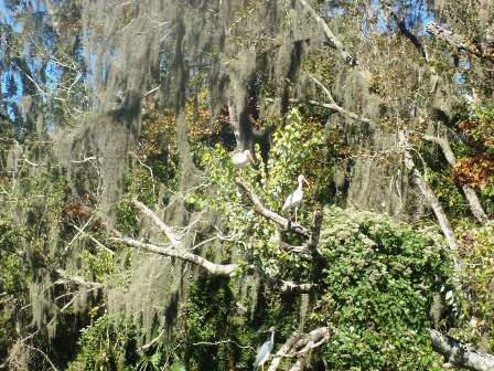 paddling Wekiva River, wildlife