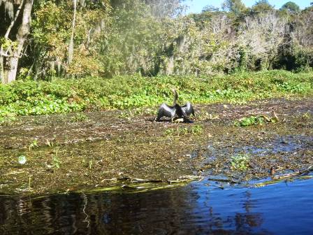 paddling Wekiva River, wildlife