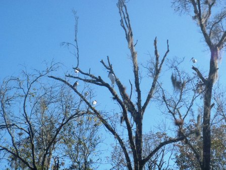 paddling Wekiva River, wildlife