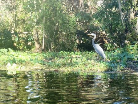 paddling Wekiva River, wildlife