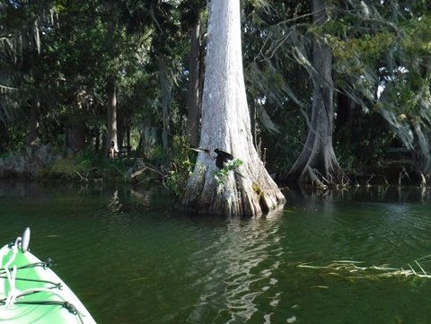 paddling Winter Park Chain of Lakes