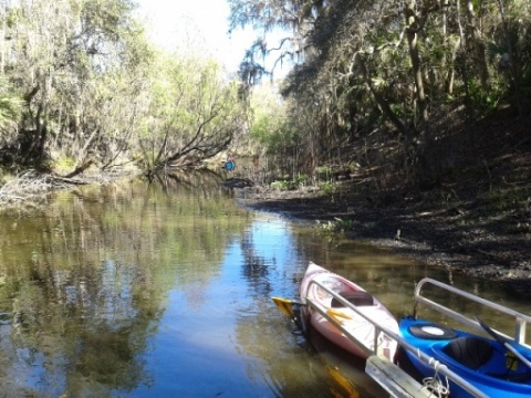 paddling Alafia River, kayak, canoe