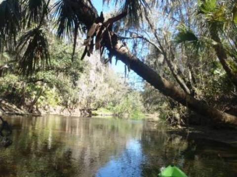 paddling Alafia River, kayak, canoe