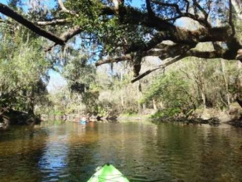 paddling Alafia River, kayak, canoe