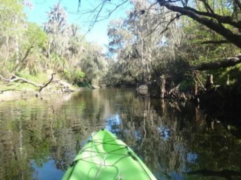 paddling Alafia River, kayak, canoe