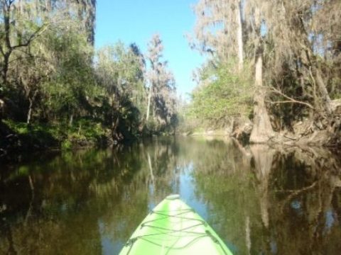 paddling Alafia River, kayak, canoe