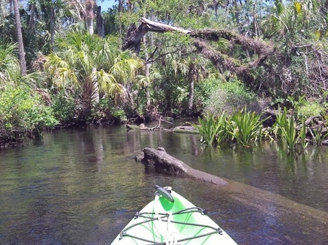 paddling chassahowitzka River, Ruth Spring, kayak, canoe