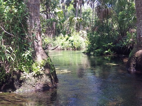 paddling chassahowitzka River, Ruth Spring, kayak, canoe