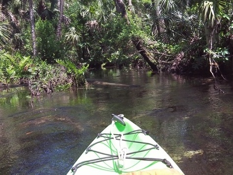 paddling chassahowitzka River, Ruth Spring, kayak, canoe