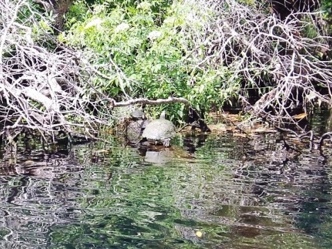 paddling chassahowitzka River, Chassahowitzka Spring, kayak, canoe