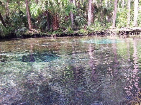 paddling chassahowitzka River, No-Name Spring, kayak, canoe