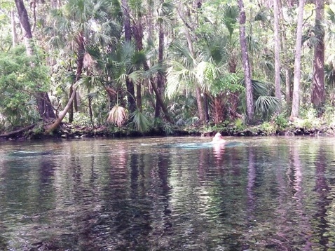 paddling chassahowitzka River, No-Name Spring, kayak, canoe