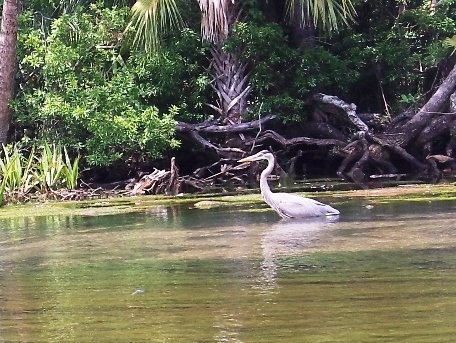 paddling chassahowitzka River, crab creek, kayak, canoe