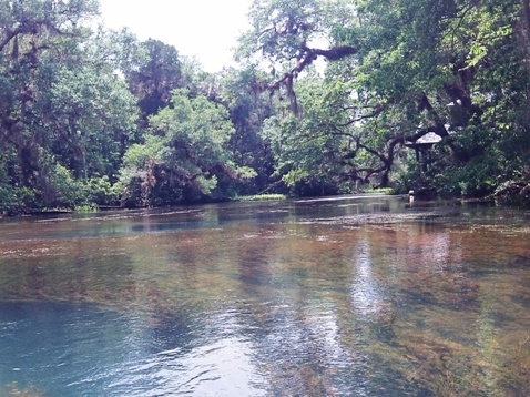 paddling chassahowitzka River, crab creek, kayak, canoe