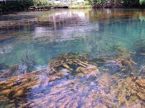 paddling chassahowitzka River, crab creek, kayak, canoe