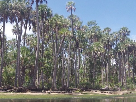 paddling chassahowitzka River, Potter Creek, kayak, canoe