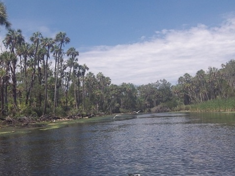 paddling chassahowitzka River, Potter Creek, kayak, canoe