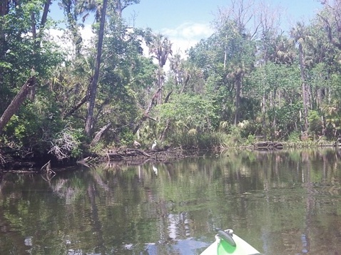 paddling chassahowitzka River, Potter Creek, kayak, canoe