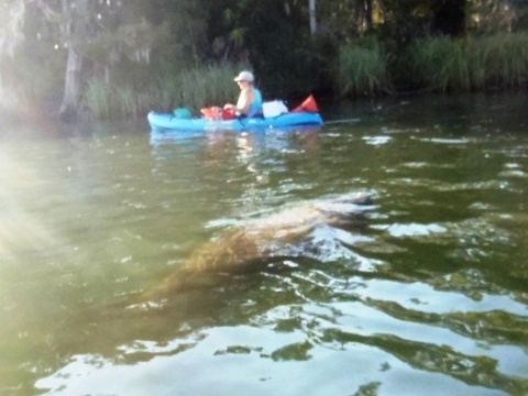 paddle Crystal River, Kings Bay, kayak, canoe