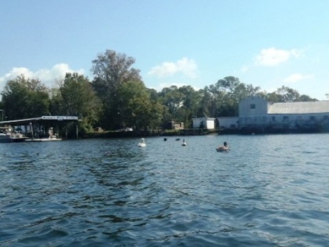 paddle Crystal River, Kings Bay, kayak, canoe