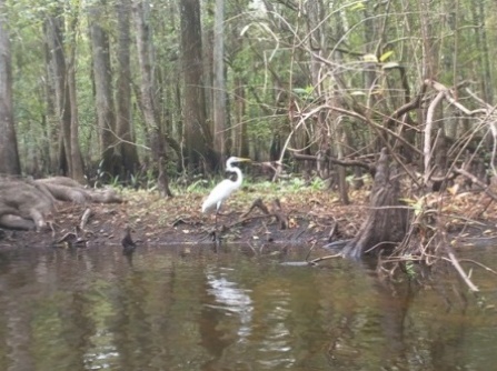 Paddling Hillsborough River