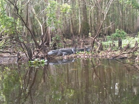 Paddling Hillsborough River