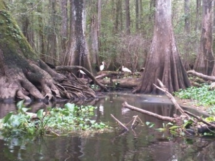 Paddling Hillsborough River