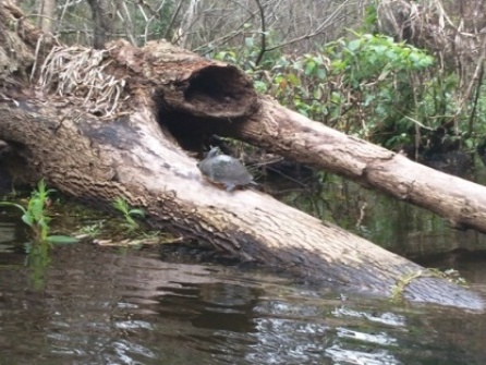 Paddling Hillsborough River