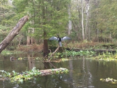 Paddling Hillsborough River