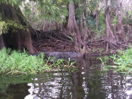 Paddling Hillsborough River