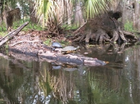 Paddling Hillsborough River