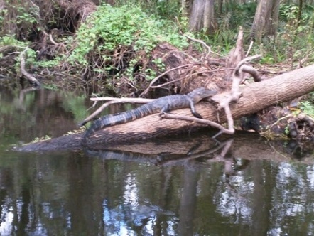 Paddling Hillsborough River