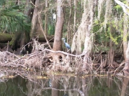 Paddling Hillsborough River